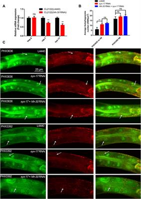 HLH-30/TFEB modulates autophagy to improve proteostasis in Aβ transgenic Caenorhabditis elegans